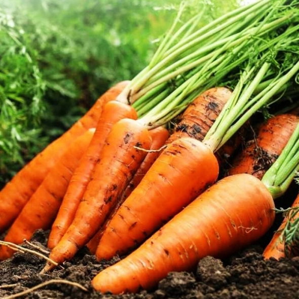 [만원의 행복] 제주산 햇당근 구좌당근 흙당근 2kg 5kg 10kg