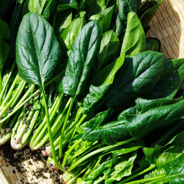 [농협] 한아름드린 제철미각 시금치 500g/1kg/2kg(특)