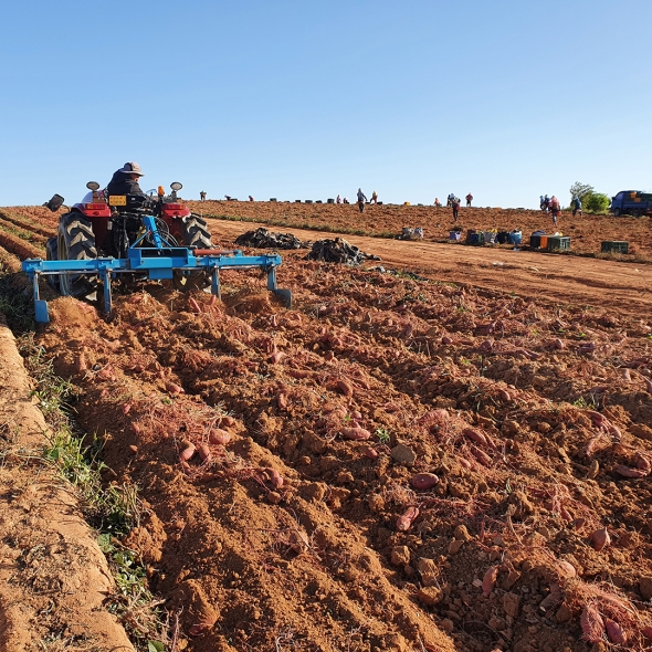  [주말특가] 정성가득 무안 황토 베니하루카 꿀고구마 소/ 특상  3kg 5kg