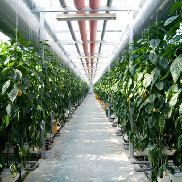 [농협] 한아름드린 신선 파프리카(노랑) 2kg/4kg(상/가정용)