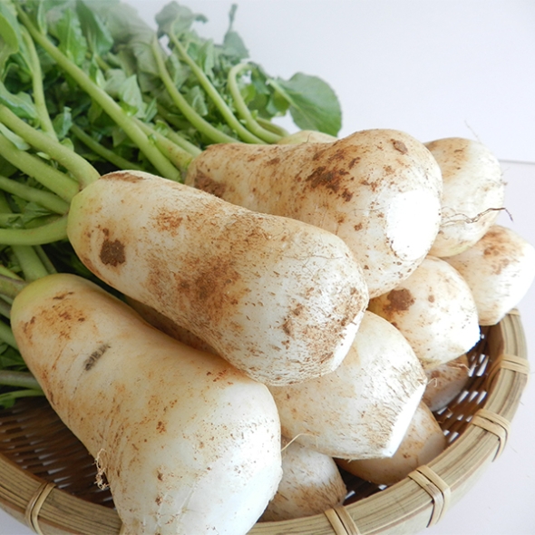 [김장철] 싱싱하고 아삭아삭한  알타리&초롱무