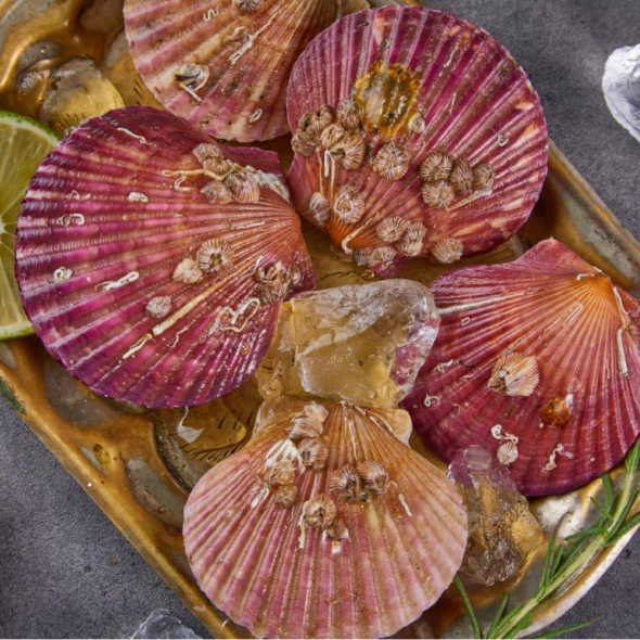 [만원의 행복] 홍가리비 24미 내외 1kg