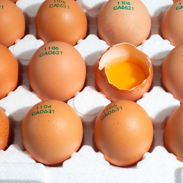  자연방사 [난각 1번] 무항생제  유정란  (20구/40구/60구)