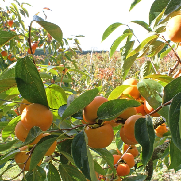 [김장철] 달콤하고 부드러운 과육가득 청도반시(푸)