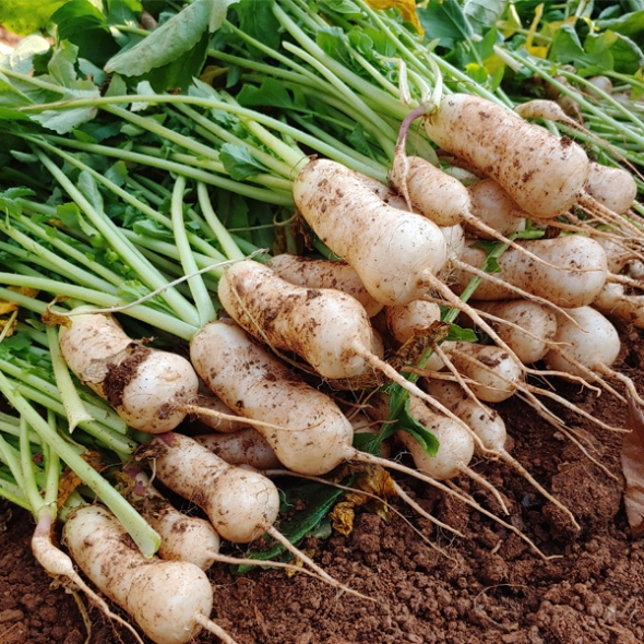 [농협] 한아름드린 신선 알타리무 4kg(특)