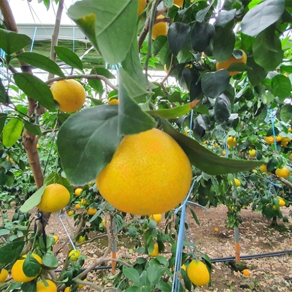 시원한 해풍맞고자란 제주 황금향