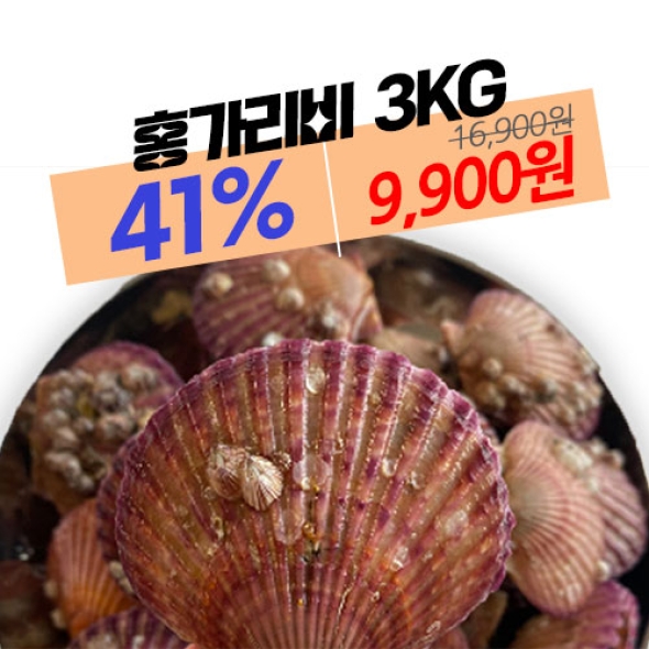 [주말특가!] 통영 비단 홍 가리비 3kg 제철 조개구이 