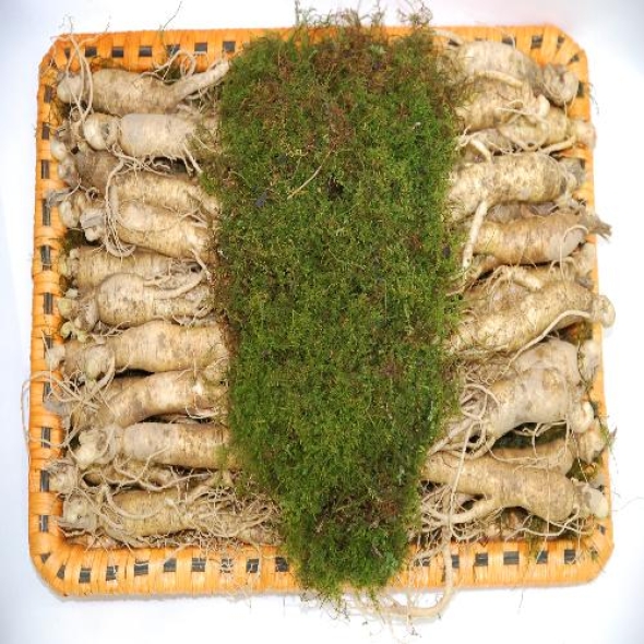 [名品] 금산인삼 선물용 포장 수삼세트(1300g)(12~14뿌리)