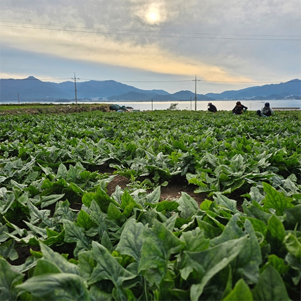 [신한카드 할인]  남해의 선물  보물초 시금치(푸)