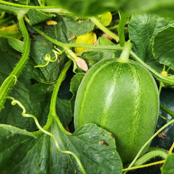 성주참외 고당도 참외 못난이참외 2kg 3kg 5kg 10kg 가정용 실속형