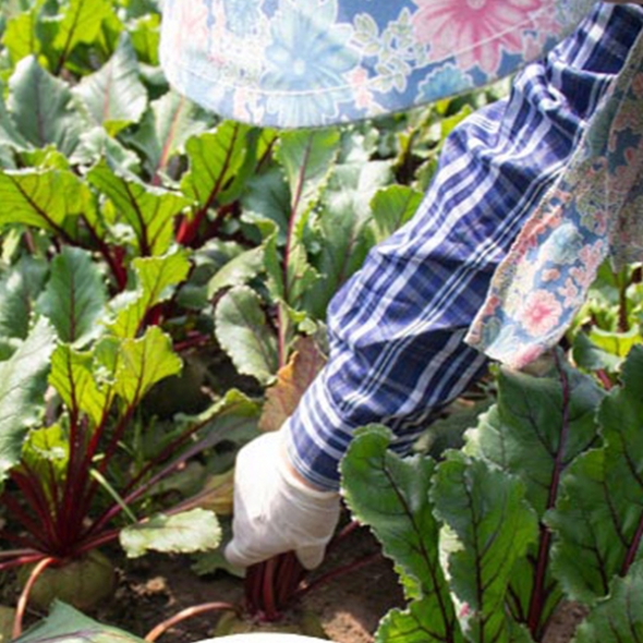 [만원의 행복] [비트최고] 레드비트 1kg 2kg 3kg 5kg 혼합과 비세척