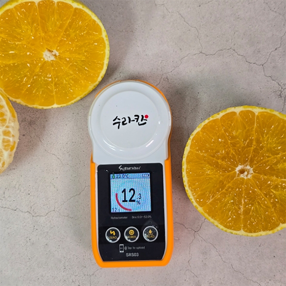 [선물세트] 제주 황금향 선물세트 2kg/3kg/5kg