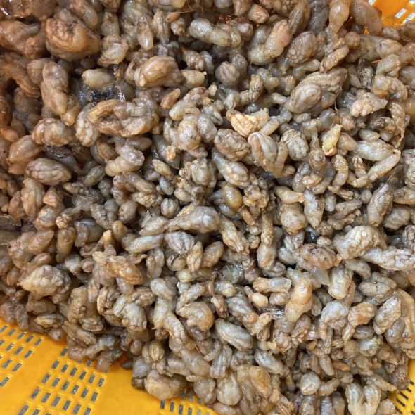 통영 거제 진동만 제철 오만둥이 오만디 1kg(500g+500g) 참 미더덕
