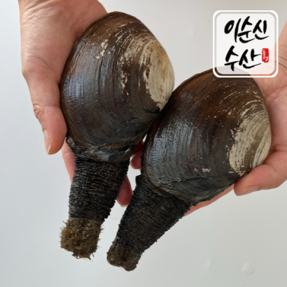 다이버가 채취한 자연산  왕우럭 코끼리 조개 1kg