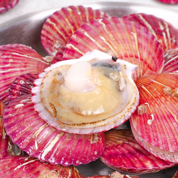 [만원의 행복] [산지직송] 통영 고성 제철 홍가리비 1kg(20-25미 내외)