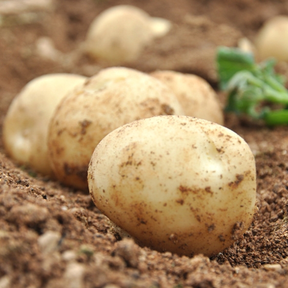 [농협] 한아름드린 수미감자 2kg/3kg/5kg/10kg (왕특/개당150g이상)