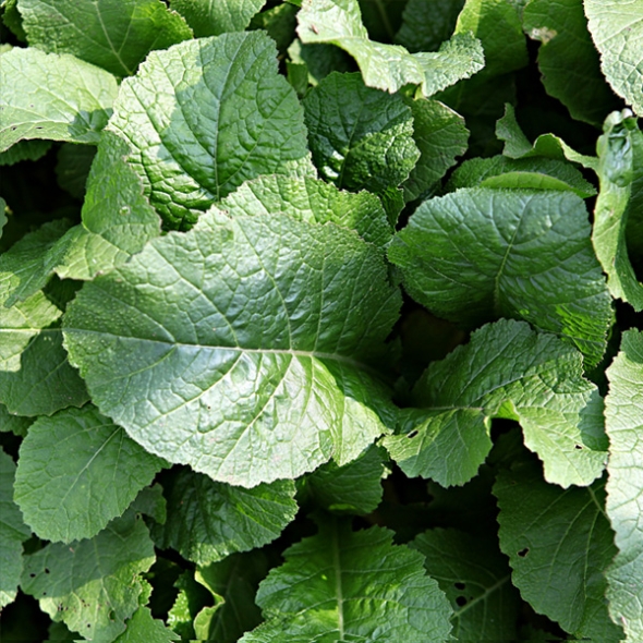 [농협] 한아름드린 신선 청갓 4kg/8kg(특)