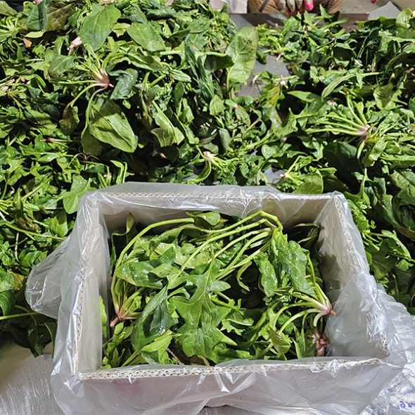 [신한카드 할인]  남해의 선물  보물초 시금치(푸)