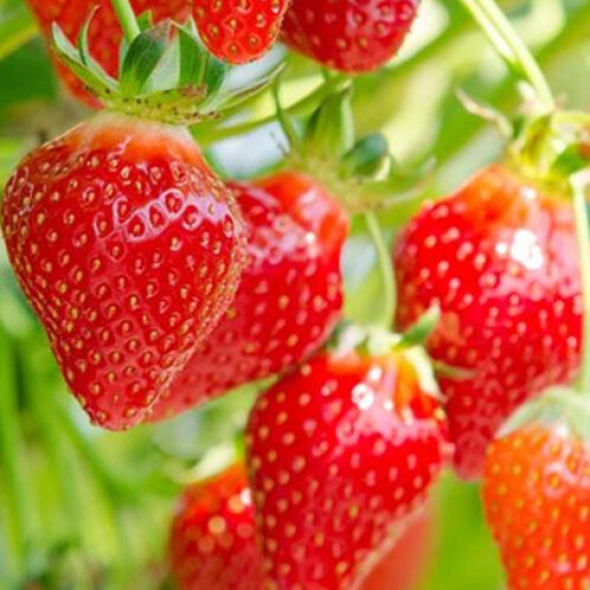 [웰루츠] 냉동 홀 딸기 1kg×2ea