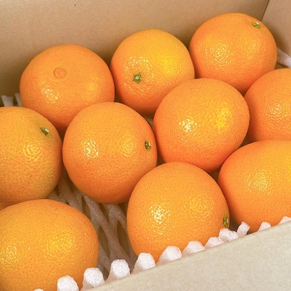 [황금최고] 제주 황금향 3kg 5kg 소과 중과 가정용 못난이