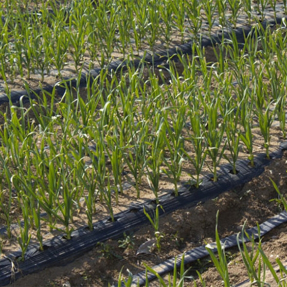 [만원의 행복] [마늘최고] 국내산 깐마늘 1kg 중 대 1팩 2팩