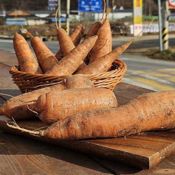 [흙이음] 제주 구좌 흙당근 특 2kg/ 3kg / 5kg / 10kg