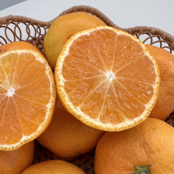 고당도 프리미엄 로얄과 노지감귤(유라조생/유라실생/타이백 등 고당도)