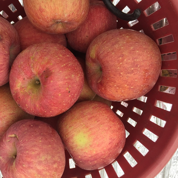 [만원의 행복] [사과캄스] 빨간 부사 사과 1.5kg 2kg 3kg 가정용 실속형