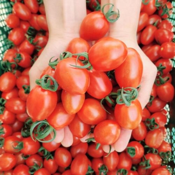 [만원의 행복]단단한 식감의 건강한 대추방울토마토 1kg/2kg/3kg