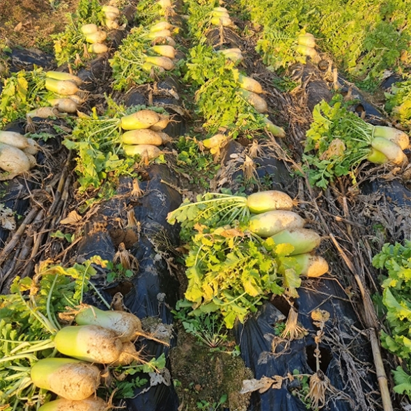 아삭한 식감의  강원도  고랭지무(푸)