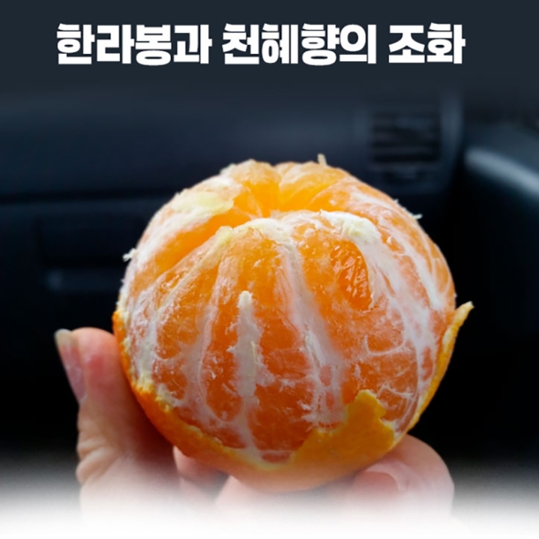 [황금향 선물세트] 제주 산지직송  고당도  황금향   3k(11~16과)