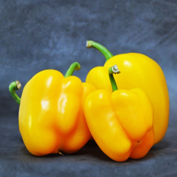 [농협] 한아름드린 신선 파프리카(노랑) 2kg/4kg(상/가정용)