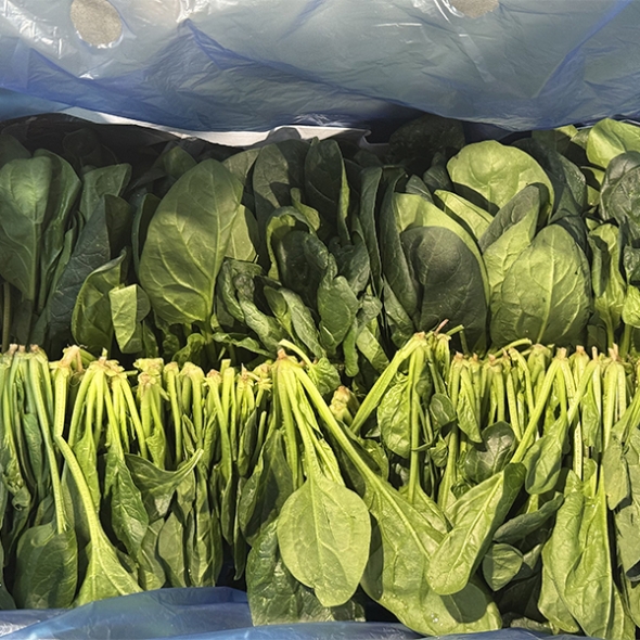 남해의 선물  보물초 시금치(푸)