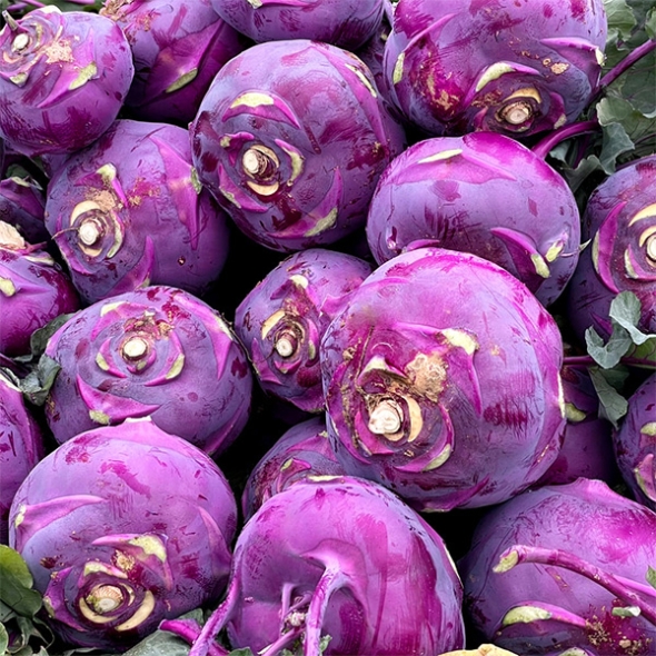 제주도 프리미엄 콜라비(푸)