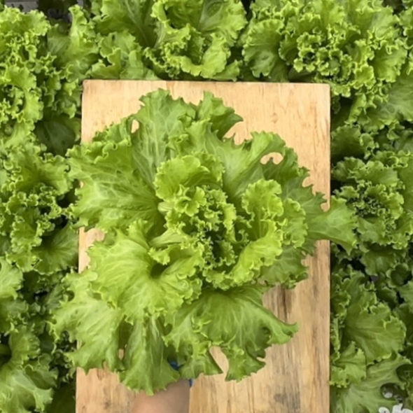 [무농약/수경재배] 유러피안 유럽상추 모듬세트 [600g-1kg/3종랜덤발송]