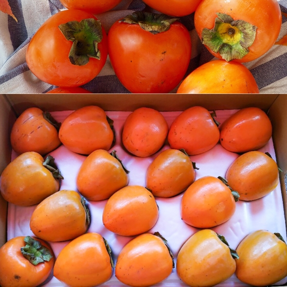 달콤한  고당도  대봉감  (3kg/5kg/10kg)