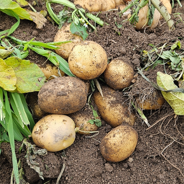 부드럽고 달달한 맛 두백감자(푸)
