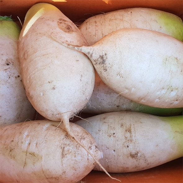 아삭한 식감의  강원도  고랭지무(푸)