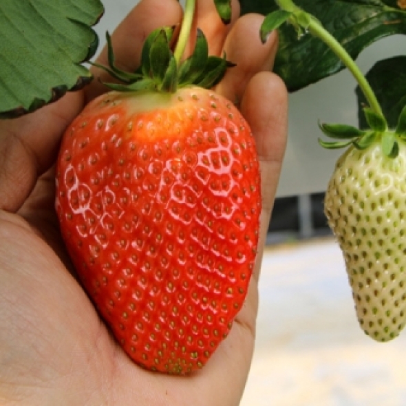 [산지직송] 논산 킹스베리 프리미엄 왕딸기 440g/880g 생딸기