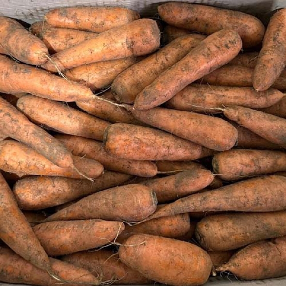 [흙이음] 제주 구좌 흙당근 상 2kg / 3kg / 5kg / 10kg