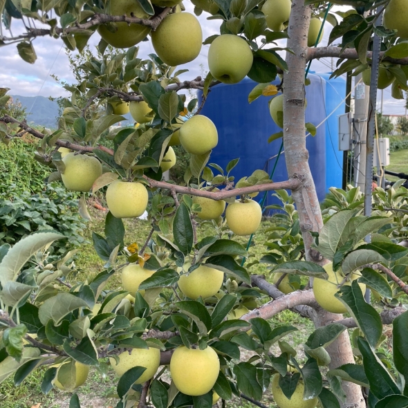 (정품) 시나노골드 사과 중대과 로얄사이즈 (일반포장) 아삭 단단 시나노 3kg / 5kg