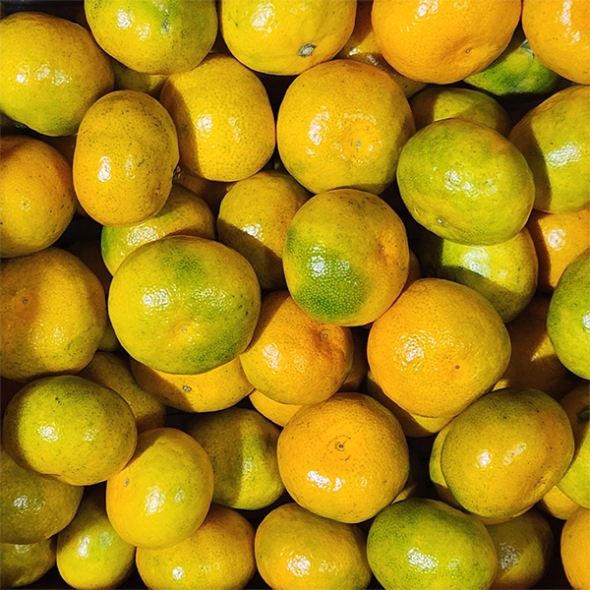 [신한카드 할인] 고당도 타이벡  감귤(푸)