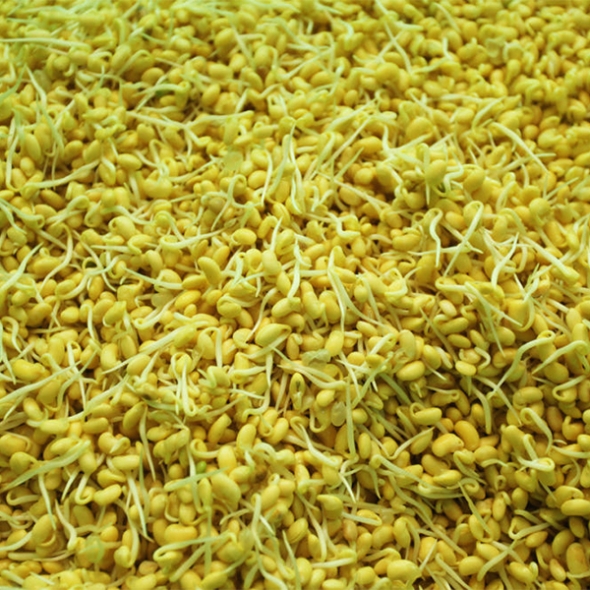 친환경 국산콩 콩나물