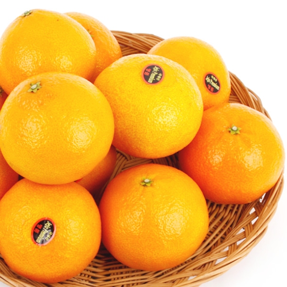 [농협공판장] 정성드린 제주 황금향 3kgx2박스(박스당11-15과)