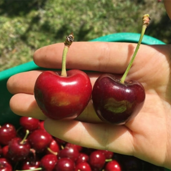 [주말특가] 프리미엄 생체리(푸)