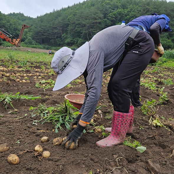 부드럽고 달달한 맛 두백감자(푸)