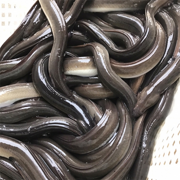 [신한카드 할인] 고창  자포니카 명품 풍천 민물장어(푸)