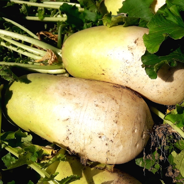 [농협] 한아름드린 신선 무 3kg/5kg/10kg(특/개당중량1~3kg)