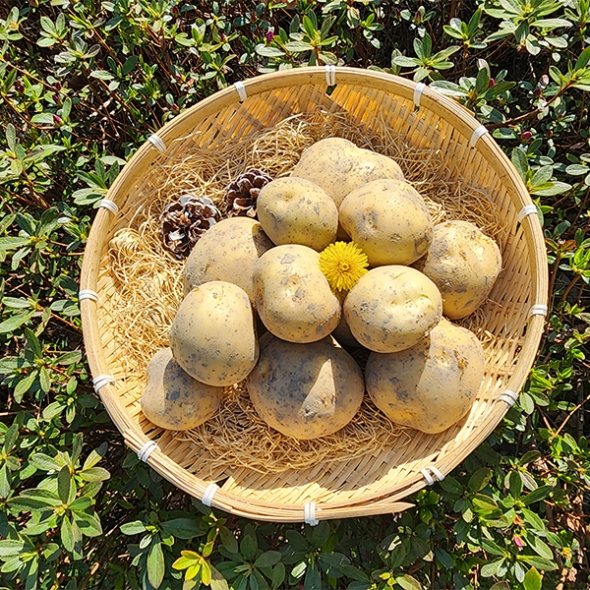 쫀득쫀득 정말 맛있는 설봉감자