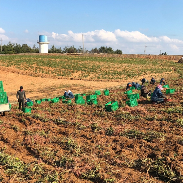 해남 명품 호박고구마(푸)